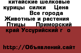 китайские шелковые курицы (силки) › Цена ­ 2 500 - Все города Животные и растения » Птицы   . Приморский край,Уссурийский г. о. 